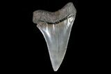Fossil Mako Shark Tooth - Georgia #75031-1
